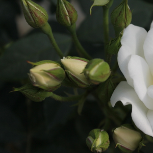 Vrtnice Floribunda - Roza - Blanc Meillandecor® - 